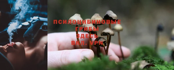 сатива Гусь-Хрустальный